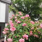Carol Wingo's photo