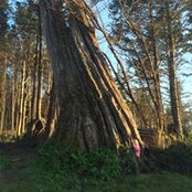 Toni Gunning's photo