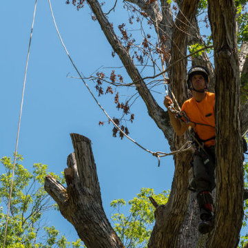 Tree Removal in NJ