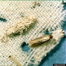 Insects/Pests