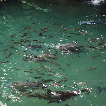 Fish in the lagoon