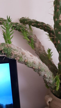 indoor palm tree dracaena Dracaena Dragon Tree Green, Tree Form