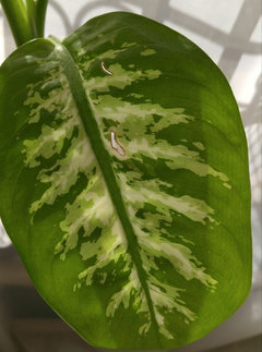 indoor coconut palm Coconut palm Cocos nucifera