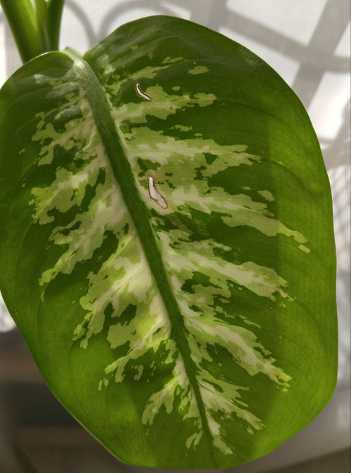 Holes And In Dieffenbachia