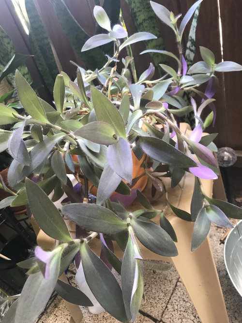 Is This A Type Of Tradescantia Is This A Type Of Tradescantia