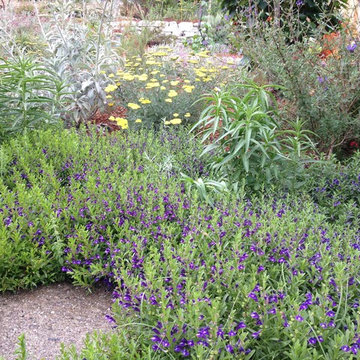 Fairlands Back, California Natives and Edibles