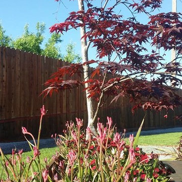 North Chico Residence - Interior Design and Landscape Design in Progress