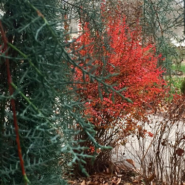 Layers of texture and fall color