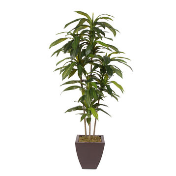 5' Dracaena Tree in Metal Container
