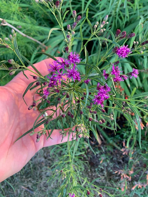 Narrowleaf Ironweed Vernonia lettermannii