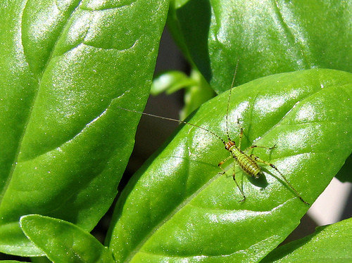 Is This Bug Eating My Basil