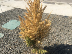 Blue point juniper yellowing dry