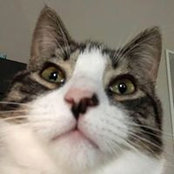 Joel Cornett's photo