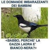 Daniele Venturis foto