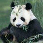 Hao Wangs billede