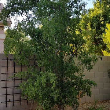 Plantings - 4 years