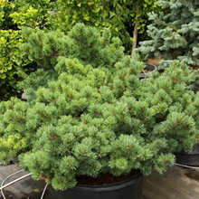 pine
