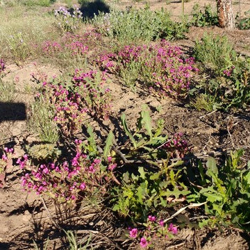 NATIVE BUNCH GRASSES AND WILD FLOWERS BENEFIT FROM THE SNOW AND RAIN