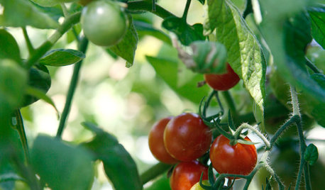 Summer Crops: How to Grow Tomatoes