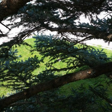 Spruce tree restoration