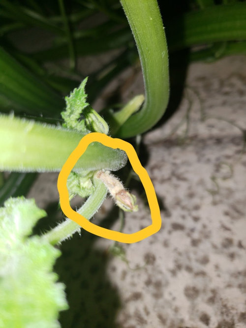 Squash plants dropping fruit(not a pollination issue)