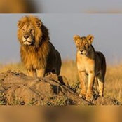 Alija Idriz's photo