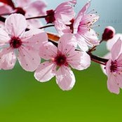 Foto de Simin Khosravani
