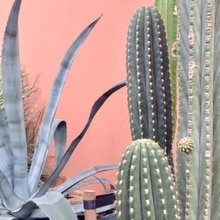 Cactus Inspo @ Hortus Botanicus, Botanical Garden Amsterdam