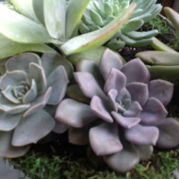 Plants