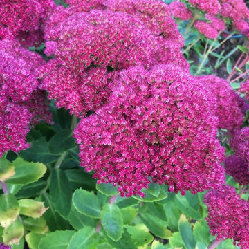 Formal Planting Scheme