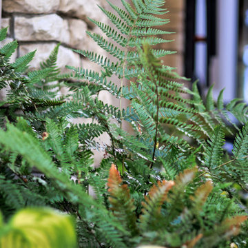 Front Yard Inspiration: Low Maintenance Design Ideas