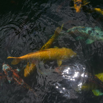 Biological Koi Ponds
