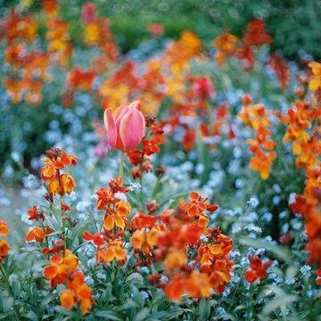 Colourful Herbaceous Borders in North London
