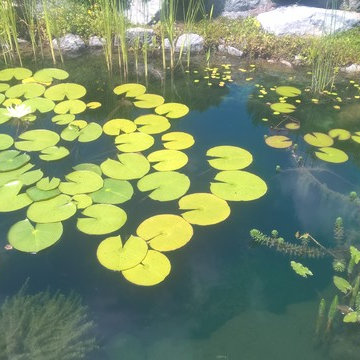 natural pond, Teichlandschaft