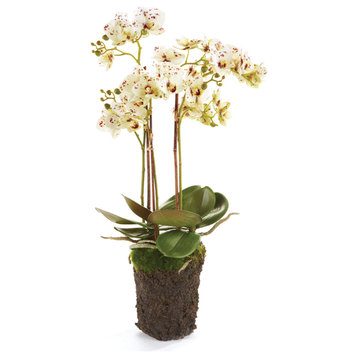 Phalaenopsis 20" Drop-In White and Purple