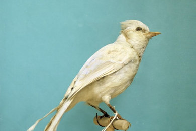 Albino Blue Jay