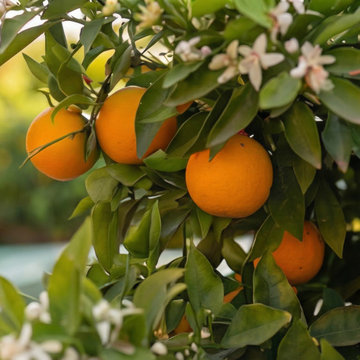 Mediterranean Courtyard Garden with Citrus and Rill Fountain