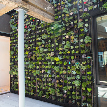 Living Succulent Wall in Home Atrium