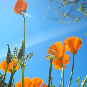 California Native Plants