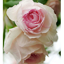 Wedgewood Roses