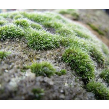 Moss Rock (Long Island/NY):