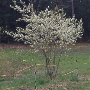 Amelanchier spp
