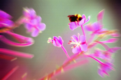 Bumblebee on Wildflower