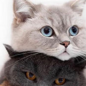 Jessica Schiau's photo