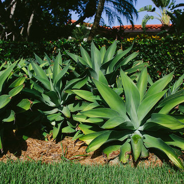 Tuscan Palm Beach