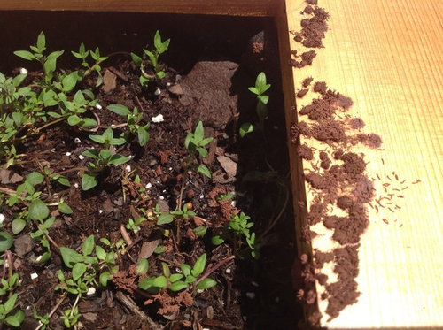 Brown Fungus Stemonitis Slime Mold In Herb Planter