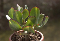 saatgut rucola Samen