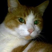 Chris Anderson's photo