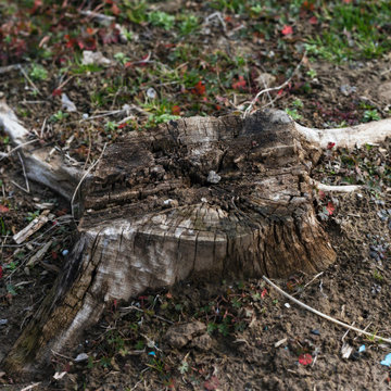 Stump Grinding in NJ