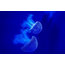 Pixtury "Magical Blue" Photo Print, Art Poster, 40x60 cm